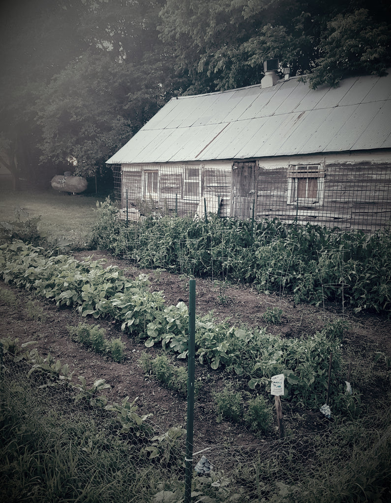 Sleepy Bee Lavender Farm- A Little History- Part 2
