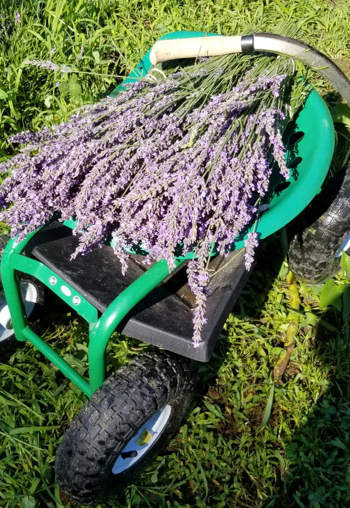 Sleepy Bees Lavender Farm Spring/Summer 2019 Catch Up