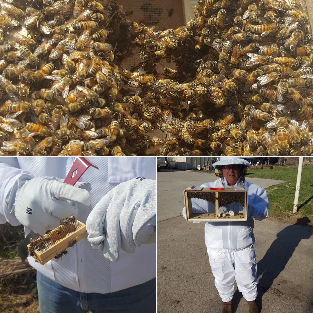 The Bees Are Here!
